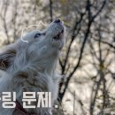 하울링 이미지