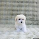 달링하이강아지분양 - 4586 | 달링하이강아지분양