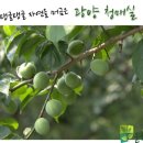 자연먹거리 이미지