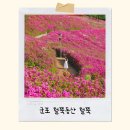 동산 | 군포철쭉동산 봄맞이 축제 다녀온 후기, 진짜 예뻐요