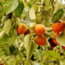 비엔피병원 이미지