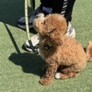 맑은오늘 애견유치원&호텔 이미지