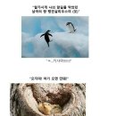 클리셰