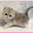 고양이 분양 제나캣 울산점 이미지