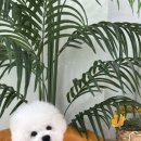 두루몽실 이미지