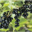 뽑기베리 이미지