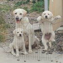 오라켄넬 이미지