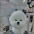 스타펫디자인학원