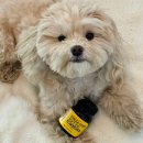 나나다육이앞 3가 1 | 강아지 오메가3 케어사이드 오메가덤소프트270 아토피 피부 영양제 추천