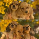 남양주켄넬 이미지