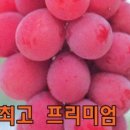 루비팜
