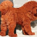 짱오농장 이미지