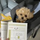 프레셔스독 이미지