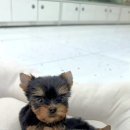 헬로 다키 이미지