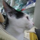 심재웅동물병원 이미지