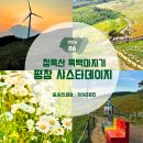 고산카페트 | 6월 가볼만한곳 평창 육백마지기 데이지 실시간 개화상황 2026.06.17 휑해요