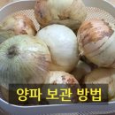 트레이더스 양파 대용량 여름에는 이렇게 보관하면 오래 두고 먹어요