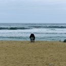 죽도해변(양양) 네이버블로그