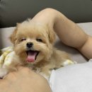 플러피펫 이미지