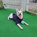 해밀동물의료센터 | 김해 동물 병원 강아지 고양이 중성화 잘하는 곳 해밀동물의료센터