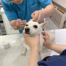 영인동물병원 이미지
