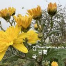 감국 甘菊 황국 黃菊 야생화를 찾아서(633) 이미지