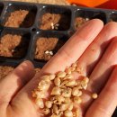 (마감)할머니가 20년 키우신 18년 상추 달래 근대 홍화 시금치 대파 씨앗 나눔합니다. 박하나 가을채소 나눔해 주시면 감사하겠습니다 이미지