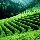 보성농원 이미지