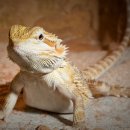 피트(Feat) 이미지