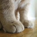 고양이발 이미지