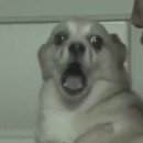 피식