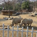 리프트위에자동차 | 에버랜드 29개월 아기 하루 코스 추천 ① (사파리·로스트밸리 판다 그리고 리프트까지)