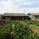 경북 의성군 단밀면 소재 농가주택 대지165평 매매가 3.700 만원(매매완료) 이미지