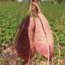 부동농장 이미지