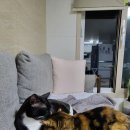 코지그루밍 이미지