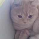 웨스턴동물병원 네이버블로그