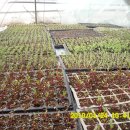 쌈채우리 이미지