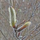 버들강아지 이미지