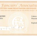 도로시캐터리 이미지