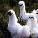 백봉춘천농장 | 백봉오골계