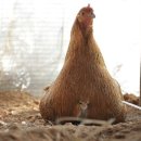 방주농장 이미지