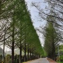 부귀 메타세쿼이아길 이미지