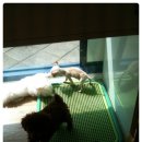 영동동물병원 이미지