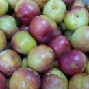 낙원농장3 이미지