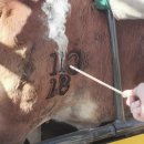 우리들농장(소) 이미지