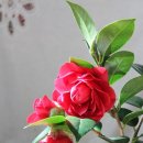 블랙로즈 - 북구 침산남로19길 9 | 블랙로즈