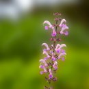 클래리 세이지(Clary Sage) 이미지