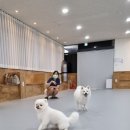프리댕 | 안산 신상 애견카페 생겼어요! 안산 애견유치원과 애견카페 프리댕 방문후기