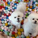 댕댕 하우스 이미지