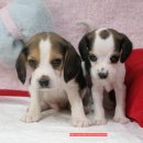 왕자와 공주 이미지